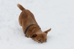 Unfortunately the ball became weighed down with snow, causing her to do the occasional nose-dive